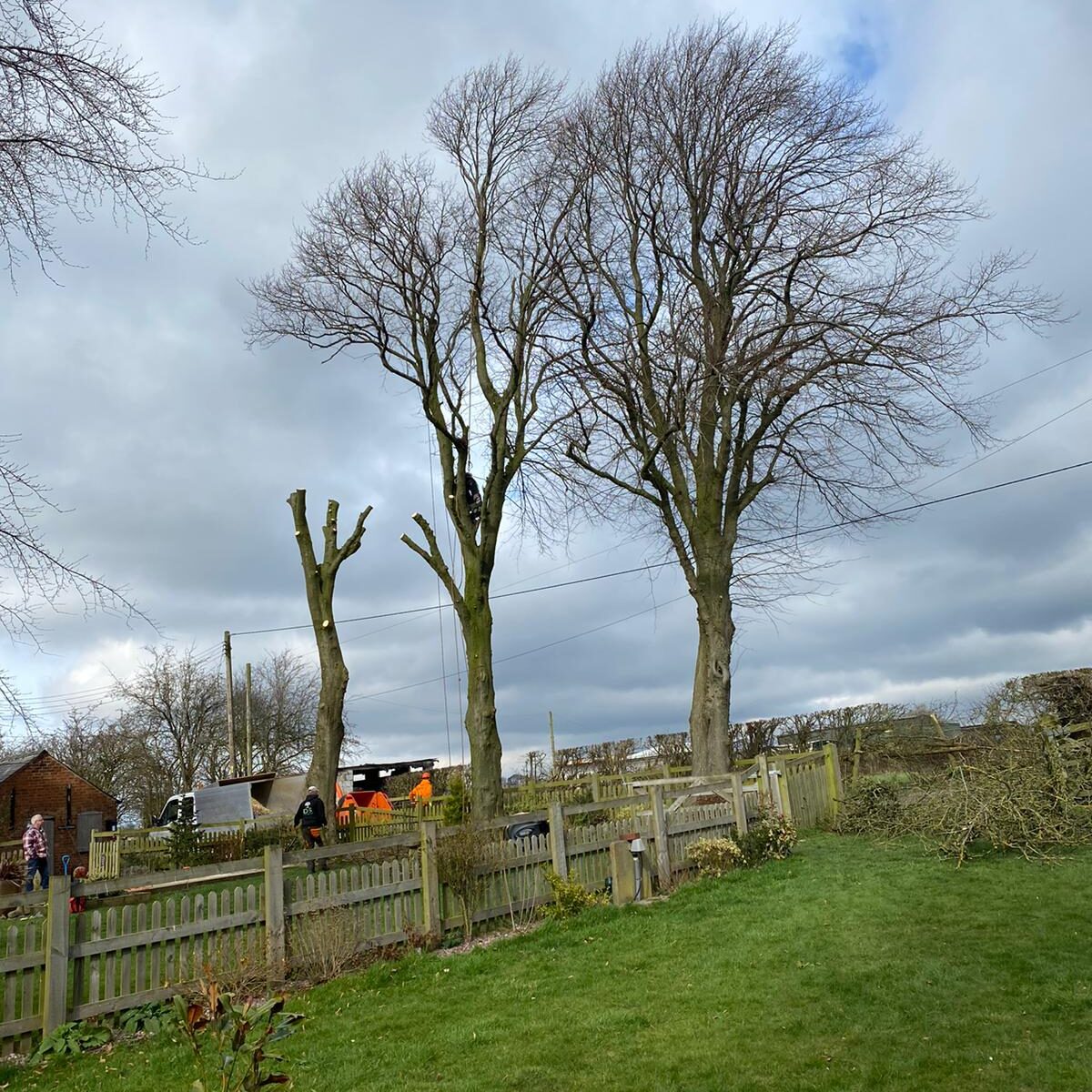 Lime pollards in Tibshelf-1